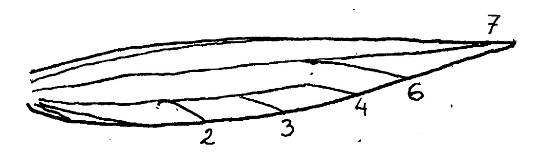 Hindwing of cosmopterigid moth.